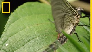 Les éphémères insectes surprenants [upl. by Rip]