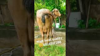 👌Top level pergent high pedigree cow sell ke liye hai👍 [upl. by Sidnal343]