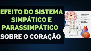 06 Efeito do Sistema Simpático e Parassimpático sobre o Coração [upl. by Dorca]