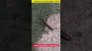 Millipedes  Animal Wonders Interesting Facts  Harpaphe haydeniana  Malayalam facts shortsvideo [upl. by Nileve333]