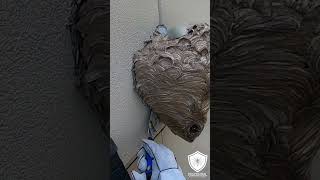 Hornet Nest Removed from back of store hornet insectnest hornetsnest [upl. by Moffat487]