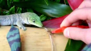 My Standings Day Gecko Feeding from tweezers  Phelsuma standingi [upl. by Ponton200]