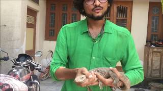 Monitor lizard Wildlife amp Reptile Rescue Video [upl. by Mehcanem]