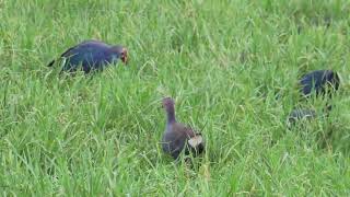 Greyheaded Swamphen 18 10 24 S Knld Rd b 1 [upl. by Fransis975]