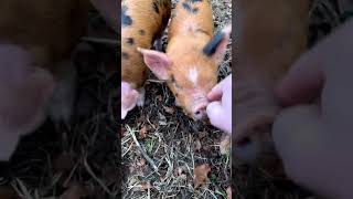 Clarksons Farm Pigs Are Growing Up [upl. by Imoian780]