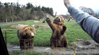 Waving Bears in Seattle game farm [upl. by Zilevi]