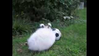 Sampson the Angora Rabbit Hopping Through the Yard [upl. by Billie373]