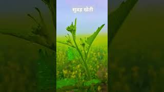 Farming song video new subah ke video shots ternding viral video song [upl. by Alleuol]