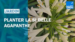 Planter la si belle agapanthe  Les conseils de Roland Motte [upl. by Onairpic]