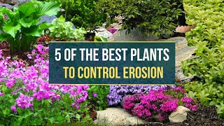 5 Of the Best Plants to Control Erosion 👌 Use this Plants to Prevent Soil Erosion ✅ [upl. by Huber]