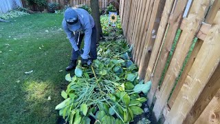 TRIMMING HOSTAS in the FALL SEASON [upl. by Atalanta]