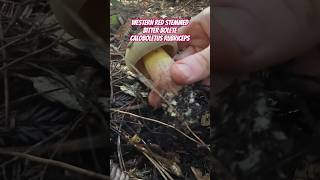 Mushroom ASMR Western Red Stemmed Bitter Bolete Caloboletus rubripes Tapping amp Slicing [upl. by Ahtoelc]