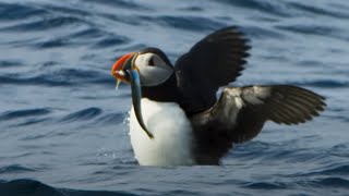 Puffin Hunts Fish To Feed Puffling  Blue Planet II  BBC Earth [upl. by Nnahaid]