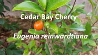 Cedar Bay Cherry Eugenia reinwardtiana [upl. by Dody]