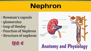 Nephron Anatomy and Physiology In Hindi  Structure and Function of Nephron  Glomerulus [upl. by Eiryt]