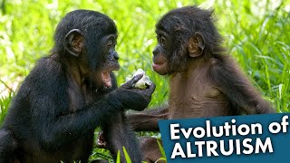 How Altruism Evolved in Humans [upl. by Asaph]