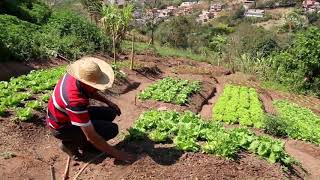 Plantar Verduras de Forma Orgânica em Casa com Valter Damião [upl. by Hance131]