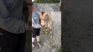 Learn about the Norwegian Fjord Horse horse norwegianfjord [upl. by Onitnevuj926]