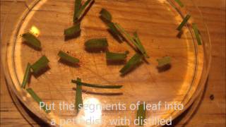 How to propagate Cape Sundews Drosera capensisCarnivorous plant [upl. by Susan]