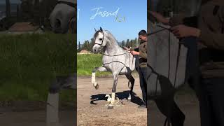 Jassid ka خيل [upl. by Horne]