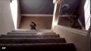 Husky fall down stairs and explodes NOW WITH SOUND EFFECTS [upl. by Amarette]