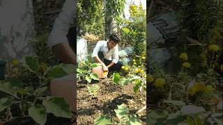 Removed weeds and watered taro plant nature farming taroplant shorts [upl. by Assilat]