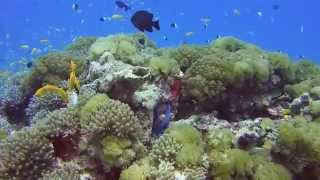 Diving around Mnemba Atoll Zanzibar 2014 [upl. by Ellicul]