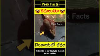 😲టెంకాయ మహిమ😲 Ayyappa tenkaya mahima factsintelugu amazingfacts peakfacts shorts [upl. by Merissa]