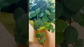 peperomia trailingplants shortvideo satisfying garden indoorplants succulent houseplants [upl. by Nerok]