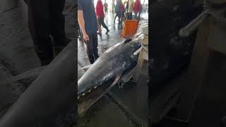 Catch 270 kg of blackfin tuna hd [upl. by Norvil]