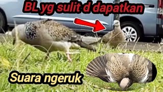 TA BUTUH WAKTU LAMA UNTUK MENDATANGKAN BURUNG LIAR SARU INIBL SUARA NGERUK BERHASIL D AMANKAN [upl. by Aaron]