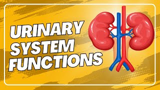 Urinary System Functions [upl. by Akener494]