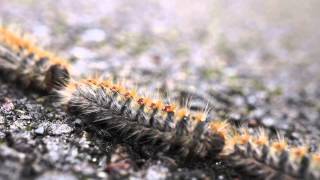 Pine Processionary Caterpillars PPC [upl. by Eesak]