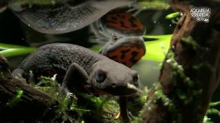 Cynops Orientalis HD movie 21  Alongside the water surface  Paludarium [upl. by Akinna]