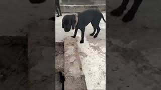 pointer puppy subscribe viralshort youtubeshorts [upl. by Clancy845]