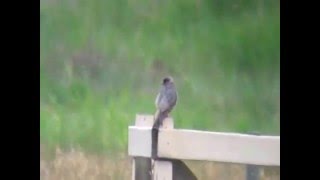 RedFooted Falcon Hickling 12062011 [upl. by Cormier837]