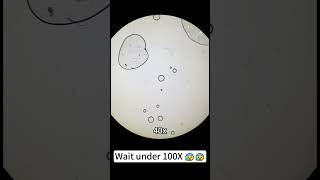 Oronamin C look cool at 400x magnification underthemicroscope microscope scienceshorts [upl. by Etnauq756]