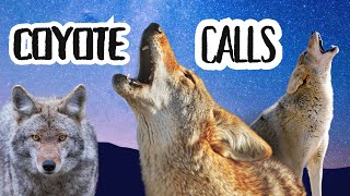 Eerie Coyote Sounds Howling Yipping and Bark at Night 4k video Ultra HD [upl. by Gnouhc]