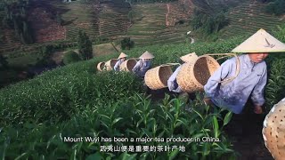 Mount Wuyi in Fujian丨World Cultural and Natural Heritage Sites in China [upl. by Charlotta]