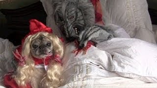 Little Red Riding Pug [upl. by Christianity]