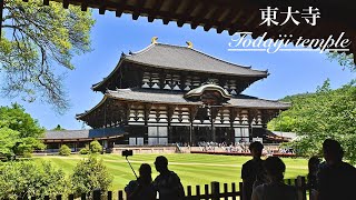 【奈良の旅】外国人に圧倒的な魅力のある東大寺を散策Stroll around Todaiji Temple（Nara，Japan） [upl. by Airdnas915]