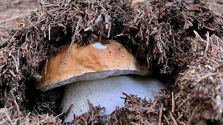 Funghi porcini  Giocando a nascondino nell’ ago alpino 🌲🌲 [upl. by Llehsim]