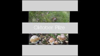 Oktober Steinpilze 2018   Funghi porcini ottobre 2018 [upl. by Nollid]