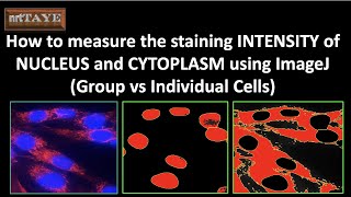 How to measure the staining INTENSITY of NUCLEUS and CYTOPLASM using ImageJ Software [upl. by Miharbi521]