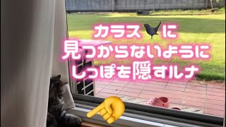 カラスに見つからないようにしっぽを手で押さえるルナスコティッシュ ねこ 子猫 cat [upl. by Adachi]