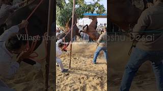 Full short video Pushkar mela youtubeshorts pushkarmela horseshorts Rajasthantourism ytshorts [upl. by Sudoeht971]