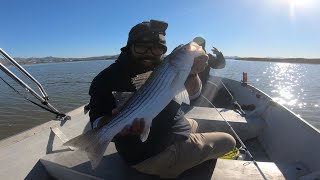 CATCHampCOOK STRIPED Bass From the Napa River [upl. by Dilan651]