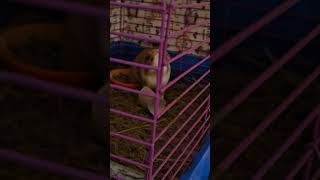 Морская свинка Белка играется под музыку  Guinea pig Belka playing with music [upl. by Aerdied]