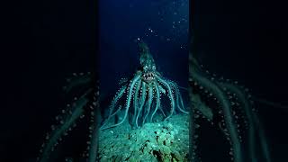 Deep Ocean Creatures [upl. by Adnoloy]