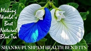 Worlds Best Natural Blue Tea With ShankupushpamClitoria TernateaNatural Paracetamolhealth [upl. by Naxela339]